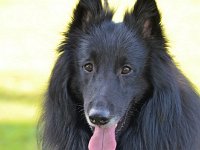 66 Franjo von Canis Lupus Pallipes